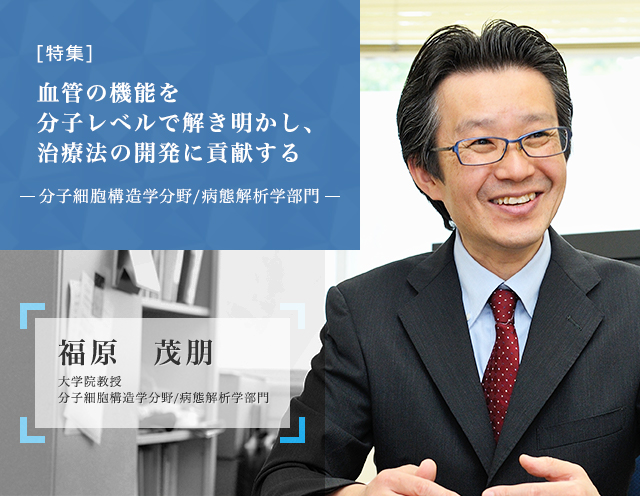 血管の機能を分子レベルで解き明かし、治療法の開発に貢献する 分子細胞構造学・病態解析学 福原 茂朋 教授