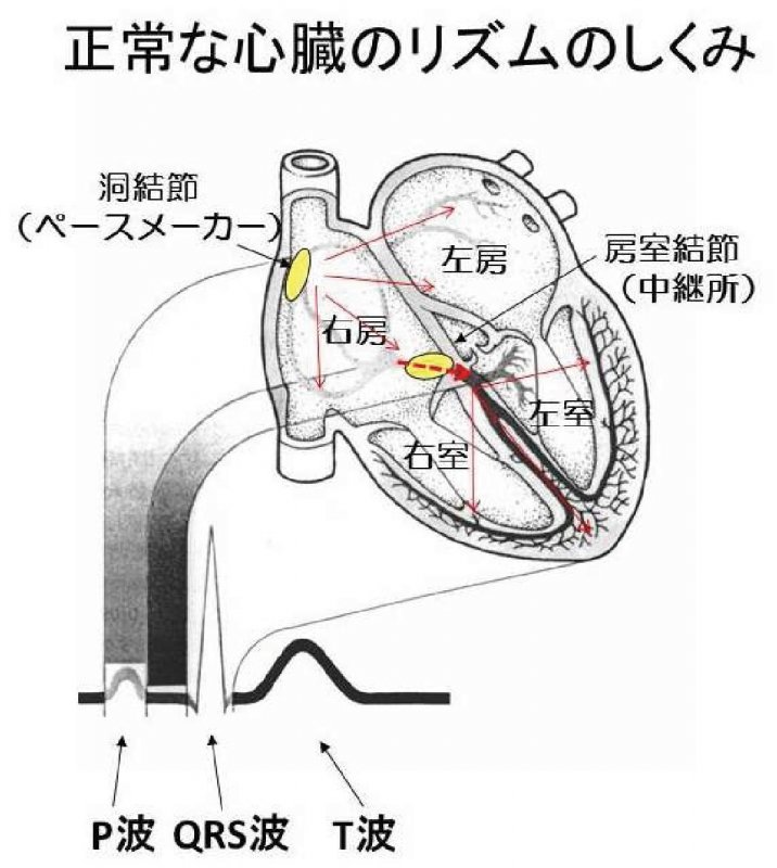 正常な心臓のリズムのしくみ