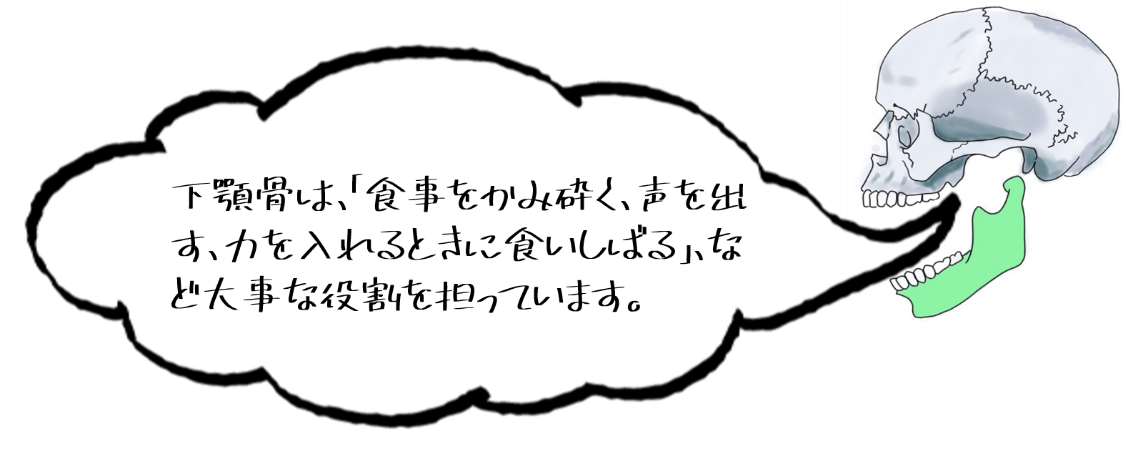 下顎骨1 下顎骨1